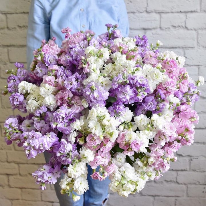 Облако маттиол в Красноярске