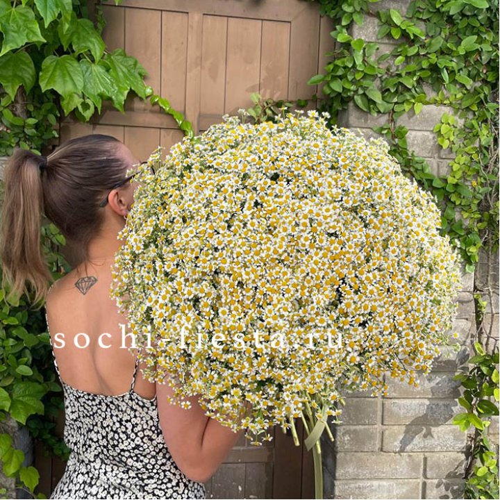 101 ромашка в Красноярске