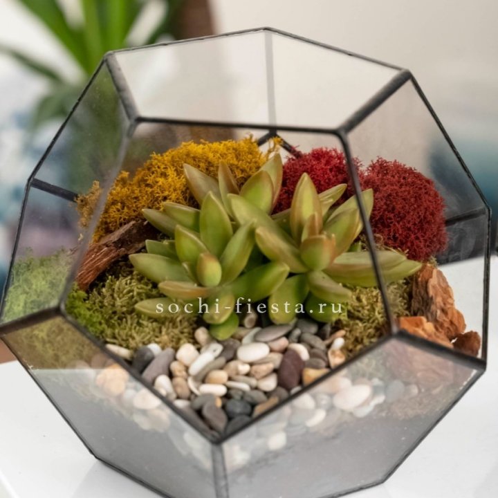 Флорариум “Додекаэдр” с суккулентом Седум в Красноярске
