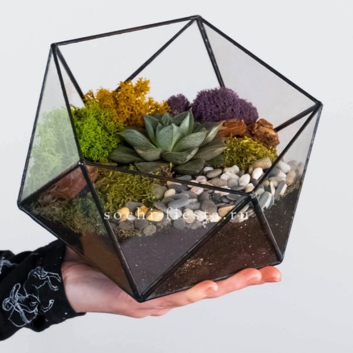 Флорариум “Икосаэдр” с суккулентом Каменная Роза в Красноярске