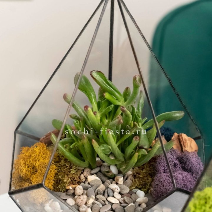 Флорариум “Капля” с суккулентом Крассула Хоббит в Красноярске
