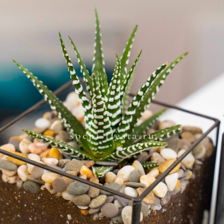 Флорариум Кубик с суккулентом Хавортия в Красноярске