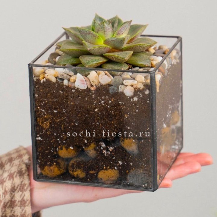 Флорариум Кубик с суккулентом Каменная роза в Красноярске