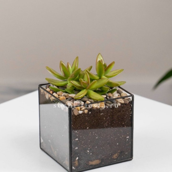 Флорариум Кубик с суккулентом Седум в Красноярске