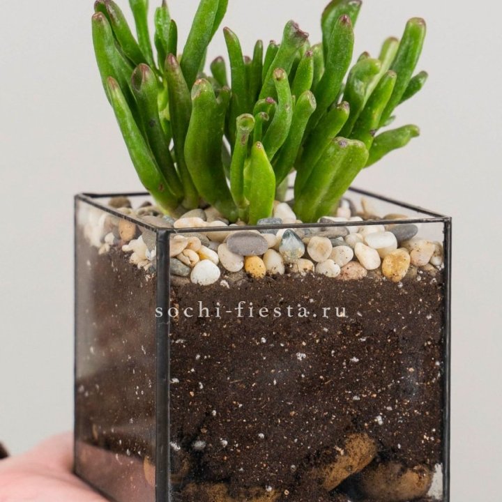 Флорариум Кубик с суккулентом Хоббит в Красноярске