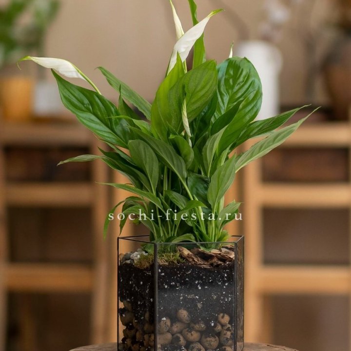 Спатифиллум в кашпо Пятиугольник в Красноярске