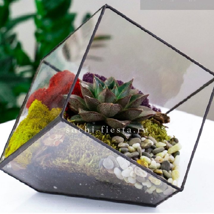 Флорариум Куб усеченный с суккулентом Каменная роза в Красноярске