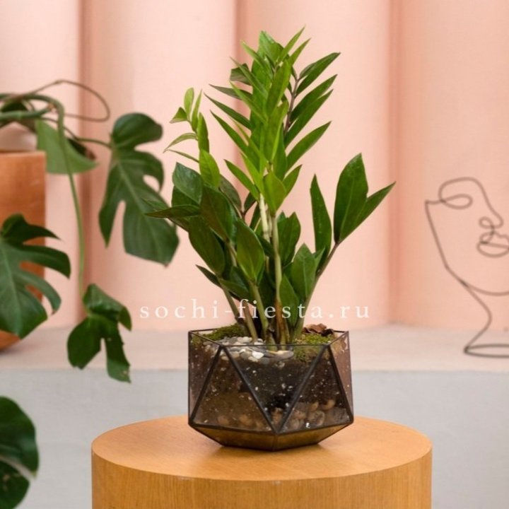 Замиокулькас в кашпо Икосаедр в Красноярске