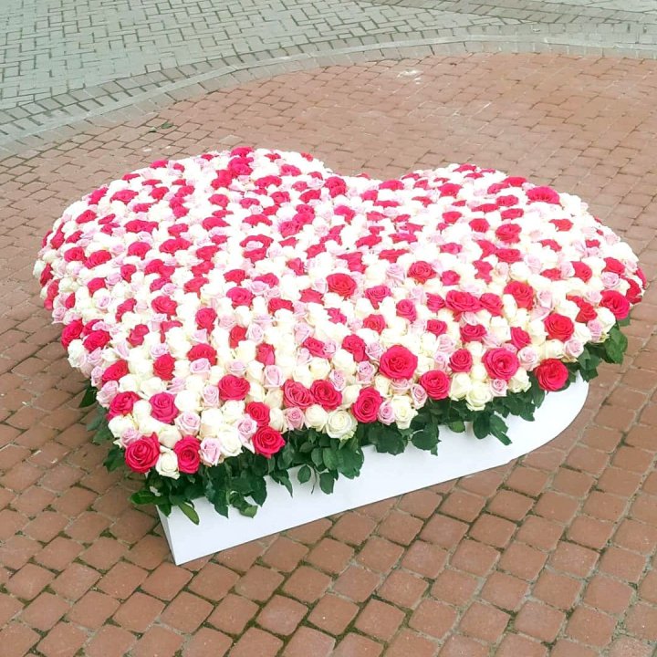 555 роза  в Красноярске