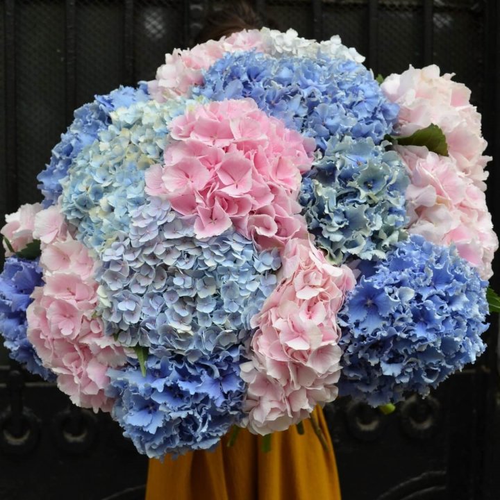 Букет гортензий "Фонтан" в Красноярске