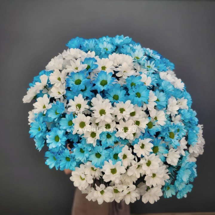  Букет хризантем микс в Красноярске