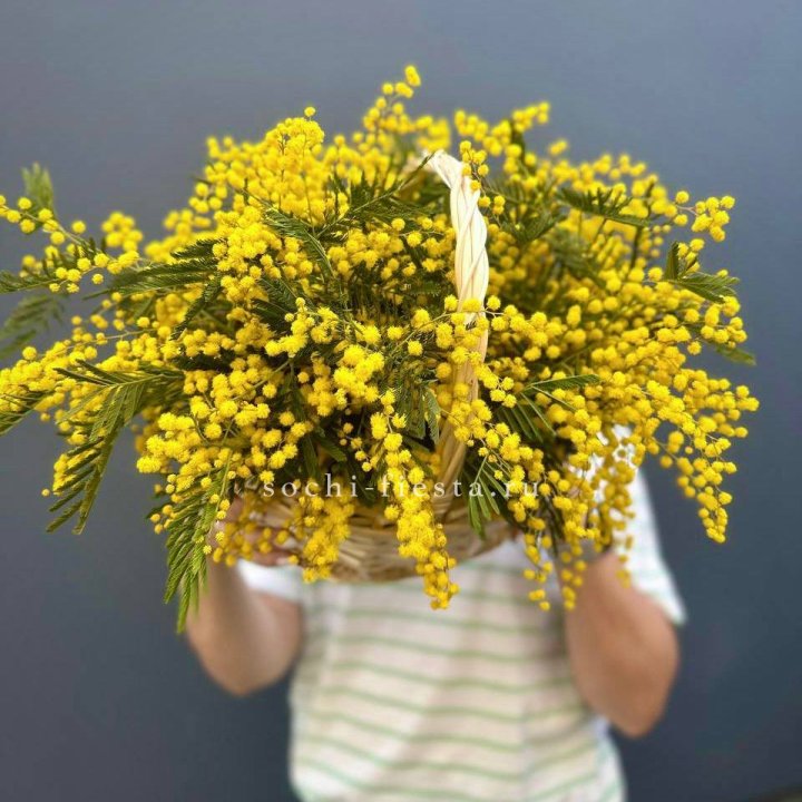 Весенняя корзина мимозы в Красноярске