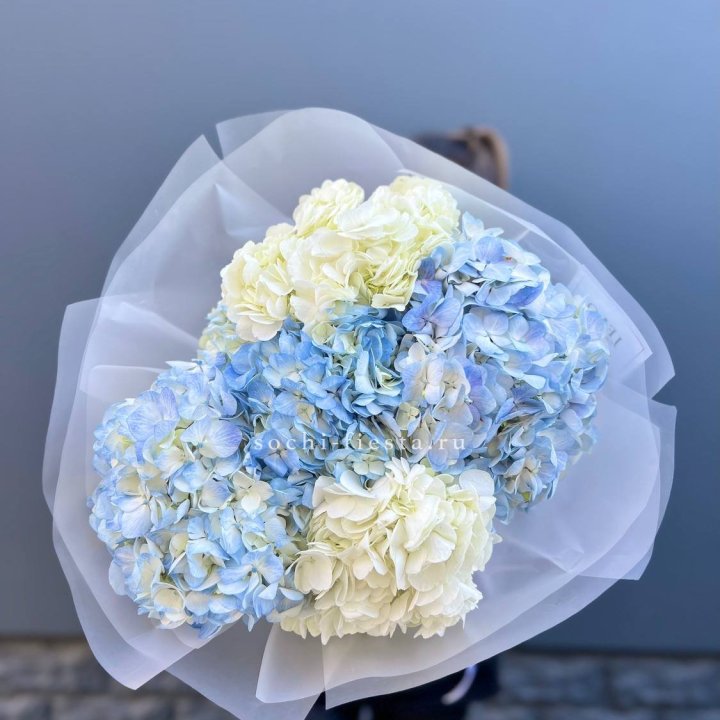 5 бело-голубых гортензий в Красноярске