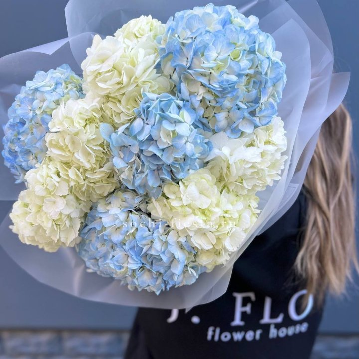 9 бело-голубых гортензий в Красноярске