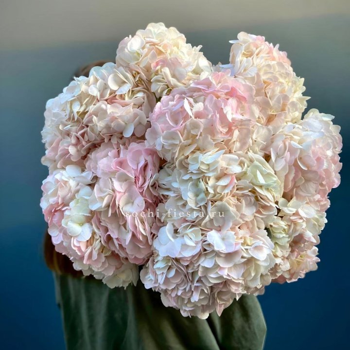 Охапка розовой гортензии в Красноярске