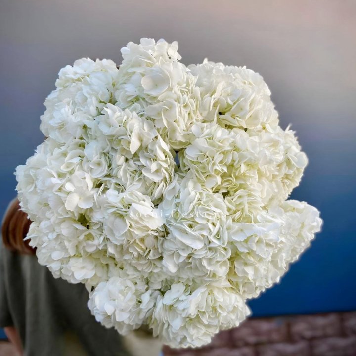 Охапка белой гортензии в Красноярске