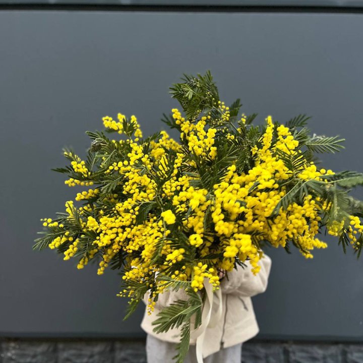 Охопка мимозы в Красноярске