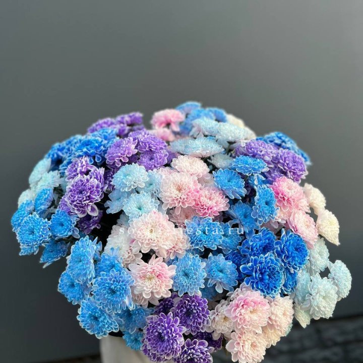 25 цветных хризантем в Красноярске