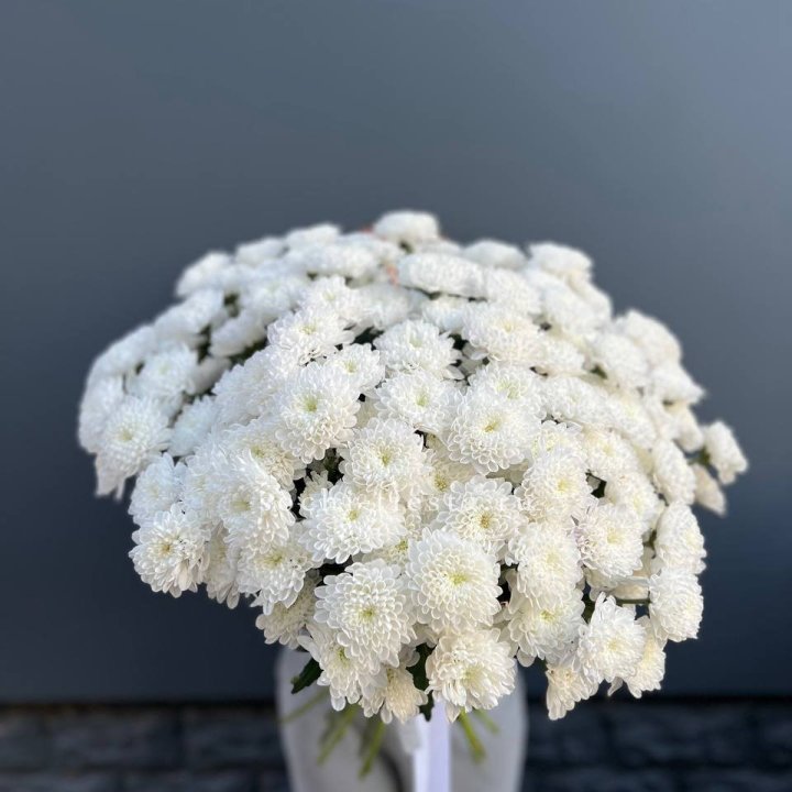  25 хризантем белых в Красноярске