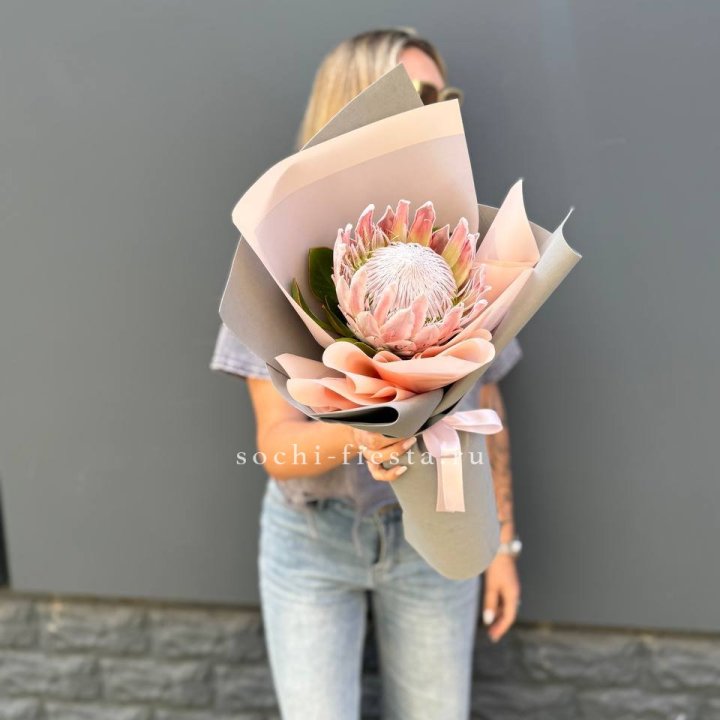 Протея мини  в Красноярске