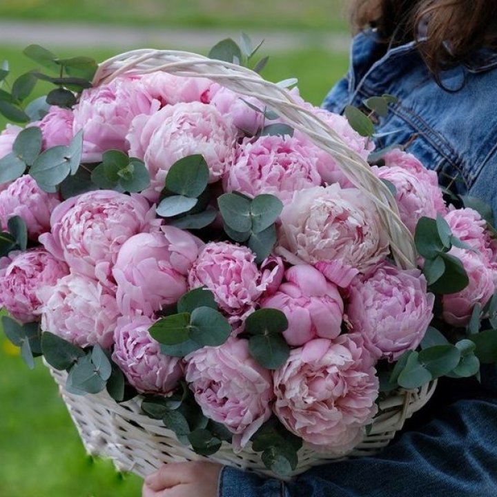 51 пион в корзине в Красноярске