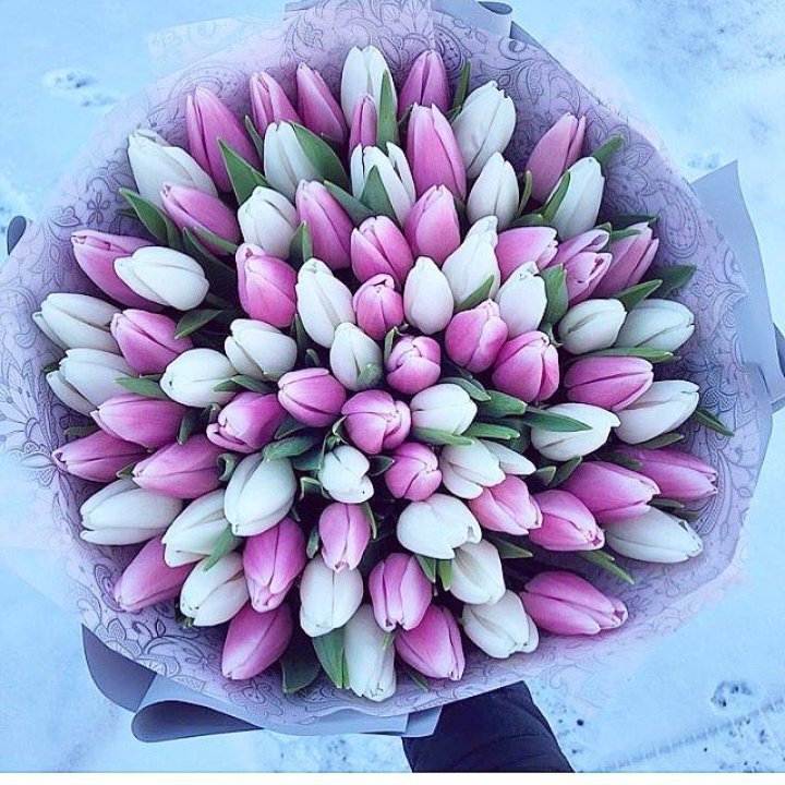 101 тюльпан "Лолипоп" в Красноярске